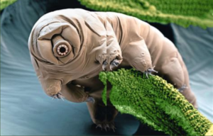 Image d'un tardigrade, animal totem de Maritza Jaillet